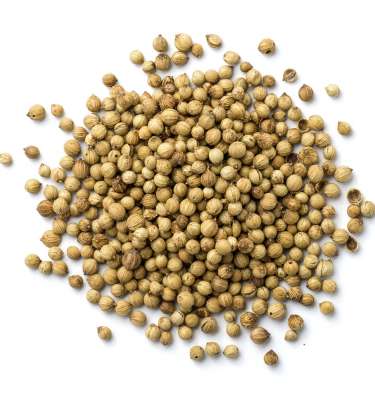 Coriander