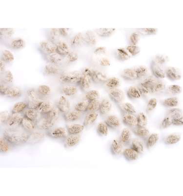 Cotton seeds